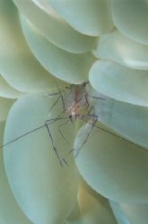 bubble keeper,wakatobi 2004,F90+105mm by Marco Wannenmacher 